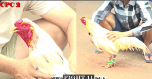 Trận 11 CPC2 1/8/2025 - Bảo Sting Bị Phóng Bạc Dã Man Và Cái Kết