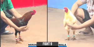 Trận 9 CPC3 5/8/2025 - Cọp Chồng Độ Của Un CPC Lụm Nhẹ Cái Xổ 300 Triệu