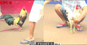 Trận 3 CPC2 6/8/2025 - Trận Thắng Duy Nhất Của Nu Đồng Tháp Hôm Nay