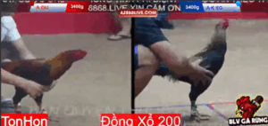 Trận 3 Tonhon 13/8/2025 - Minh Lý Sóc Trăng Thể Hiện Tài Nghệ Tại Tonhon