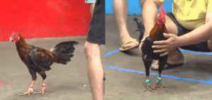 Trận 8 CPC5 31/8/2025 - A Phúc Của Phu Phu Được Chấp 4 Chấm Và Cái Kết