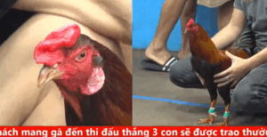 Trận 30 CPC5 31/8/2025 - Phu Phu Nặng Hơn Có 1 Chấm Là Có Sự Khác Biệt