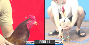 Trận 11 CPC3 5/8/2025 - Ông Vua Gà Nòi Phúc Bình Dương Ra Sân