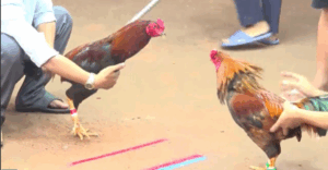 Trận 5 CPC2 6/8/2025 - Lành Vũng Tàu Phong Độ Hạ Bảo Sting Gọn Gàng