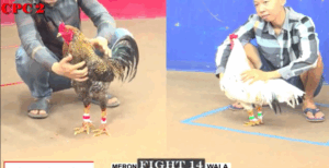 Trận 14 CPC2 1/8/2025 - Bảo Sting Thua Quá Làm Liều Chấp Hơn 1 Ký