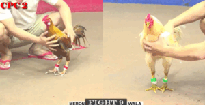 Trận 9 CPC2 6/8/2025 - Nu Đồng Tháp Chấp 2 Chấm 8 Vẫn Thắng Đẳng Cấp