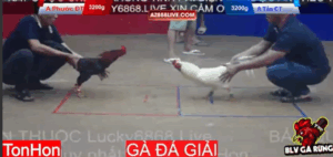 Trận 6 Tonhon 13/8/2025 - Phước Đồng Tháp Đụng Tấn Cần Thơ Tại Tonhon