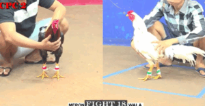 Trận 18 CPC2 1/8/2025 - Bảo Sting Chấp Tư Mã Ý Hơn 3 Chấm Gà