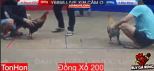 Trận 7 Tonhon 13/8/2025 - Bảo Sting Cho Doul CPC Nặng Hơn 2 Chấm Và Cái Kết