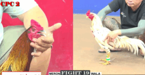 Trận 19 CPC2 1/8/2025 - Trận Thắng Cuối Cùng Của Bảo Sting Hôm Nay