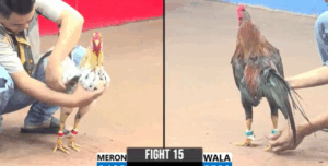 Trận 15 CPC3 5/8/2025 - Tài Kiên Giang Chơi Ngông Chấp 6 Chấm Xổ 200 Triệu