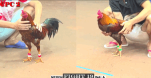 Trận 19 CPC2 6/8/2025 - Bảo Sting Thả Gà Giúp Nhí Biện Chiến Thắng