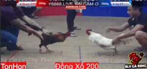 Trận 8 Tonhon 13/8/2025 - Doul Campuchia Hạ Đẹp Cánh Gà Cần Thơ Tại Tonhon