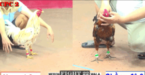 Trận 22 CPC2 1/8/2025 - Cọp Chồng Độ 3 Cái Chấp Bảo Sting 7 Chấm Và Cái Kết