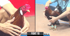 Trận 19 CPC3 5/8/2025 - Trận Đấu Duy Nhất Của Idol Hưng Cần Thơ Hôm Nay