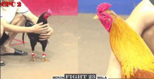 Trận 23 CPC2 6/8/2025 - Bảo Sting Tung Khét Cọp Ra Đá 3 Chân Có Kết Quả