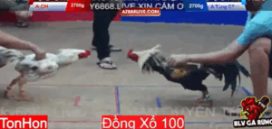 Trận 9 Tonhon 13/8/2025 - Hưng Cần Thơ Nhờ Bảo Sting Thả Giùm Tại Tonhon