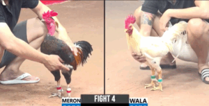 Trận 4 CPC3 3/8/2025 - Gà Cọp Phá Hình Duy Nhất Hôm Nay Ra Chân Dã Man