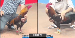 Trận 20 CPC3 5/8/2025 - Ton Tiền Giang Dí Bạc Và Cái Kết Té Xe