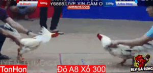 Trận 10 Tonhon 13/8/2025 - Bảo Sting Lại Tiếp Tục Va Phải Doul CPC Tại Tonhon