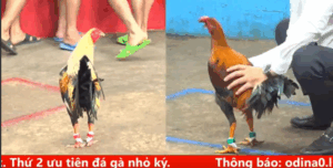 Trận 1 CPC5 25/9/2025 - Anh Long Khai Súng Trận Đầu Chấp Đối Thủ 2 Chấm