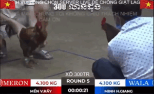 Trận 5 Bồ Tonhon 27/9/2025 - Trận Xổ Lớn Nhất Hôm Nay Tại Tonhon