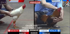 Trận 57 Bồ Tonhon 12/9/2025 - Chung Kết Giải Đấu Bồ Gà Tonhon