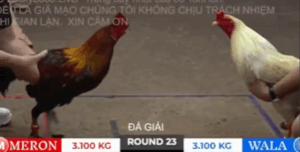 Trận 23 Bồ Tonhon 27/9/2025 - Chú Lũy Tiếp Tục Hạ Gấu Bến Tre Tại Giải