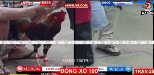 Trận 25 Bồ Tonhon 12/9/2025 - Bảo Sting Lần Đầu Thắng Doul CPC Tuyệt Đối