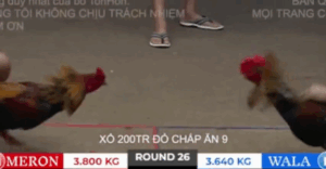 Trận 26 Bồ Tonhon 27/9/2025 - Bảo Sting Chấp Đối Thủ Gần 2 Chấm Và Cái Kết