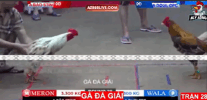 Trận 28 Bồ Tonhon 12/9/2025 - Bảo Sting Vào Đá Giải Gặp Doul CPC