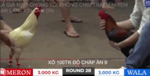 Trận 28 Bồ Tonhon 27/9/2025 - Minh Lý Sóc Trăng Không Cản Bước Nổi Hak Coca