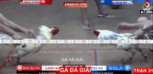 Trận 31 Bồ Tonhon 12/9/2025 - Bảo Sting Đụng Đảm Sóc Trăng Tại Giải Tonhon