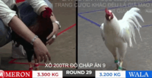 Trận 29 Bồ Tonhon 27/9/2025 - Bảo Sting Ăn Tới Bất Ngờ Bị Phản Trước Hak Coca