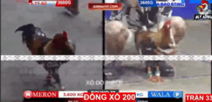 Trận 33 Bồ Tonhon 12/9/2025 - Sen Vĩnh Châu Cứu Bảo Sting 1 Chén Tại Tonhon