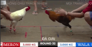 Trận 32 Bồ Tonhon 27/9/2025 - Chú Lũy Càn Quét Tại Giải Đấu Tonhon