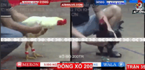 Trận 35 Bồ Tonhon 12/9/2025 - Anh Tính Thả Giùm Bảo Sting Khi Đụng Doul CPC