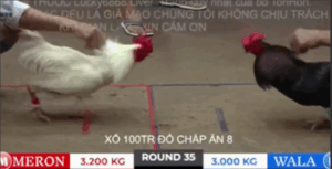 Trận 35 Bồ Tonhon 27/9/2025 - Bảo Sting Bắt Đầu Vào Luồng Xui Tại Tonhon