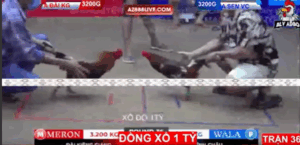 Trận 36 Bồ Tonhon 12/9/2025 - Trận Đấu Xổ 1 Tỷ Hot Nhất Tại Tonhon