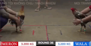 Trận 36 Bồ Tonhon 27/9/2025 - Trận Chung Kết Hấp Dẫn Tại Giải Đấu Tonhon