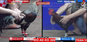 Trận 37 Bồ Tonhon 12/9/2025 - Tân Rạch Giá Ra Trận Xổ 300 Triệu Đầu Tiên Lụm Ngọt