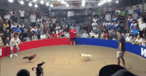 Trận 38 Bồ Tonhon 27/9/2025 - Bảo Sting Khiến Hak Coca Phải Tắt Điện Trận Này