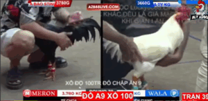 Trận 39 Bồ Tonhon 12/9/2025 - Bảo Sting Tiếp Tục Nhờ Sen Vĩnh Châu Thả Gà