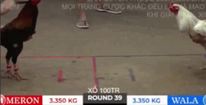 Trận 39 Bồ Tonhon 27/9/2025 - Bảo Sting Thua Đau Đớn Trong Trận Này