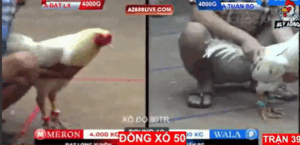 Trận 40 Bồ Tonhon 12/9/2025 - Bảo Sting Đích Thân Ra Sân Thả Gà Lại Và Cái Kết