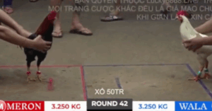 Trận 42 Bồ Tonhon 27/9/2025 - Bảo Sting Tiếp Tục Vào Chuỗi Thua Tại Tonhon