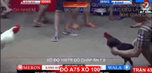 Trận 43 Bồ Tonhon 12/9/2025 - Bảo Sting Đụng Phải Chủ Nhân Của Xám Thần