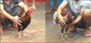 Trận 5 CPC5 25/9/2025 - Anh Nu Ôm Cọp Vào Sân Chấp Đối Thủ Gần 2 Chấm