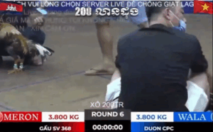 Trận 6 Bồ Tonhon 27/9/2025 - Gấu Bến Tre Gặp Doul Campuchia Tắt Điện