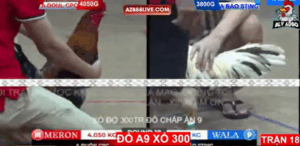 Trận 18 Bồ Tonhon 12/9/2025 - Bảo Sting Gặp Doul CPC Trận Xổ 300 Triệu